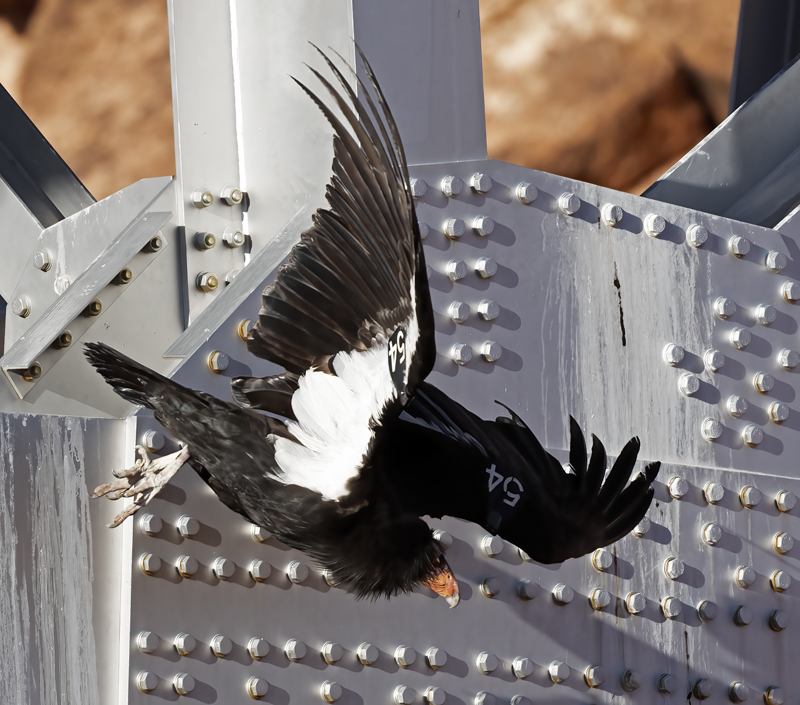 California-Condor_21_AZ_011