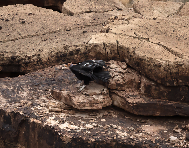California-Condor_21_AZ_095