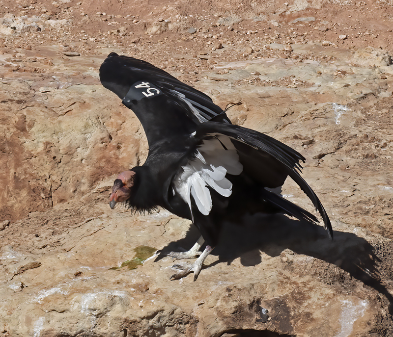 California-Condor_21_AZ_141