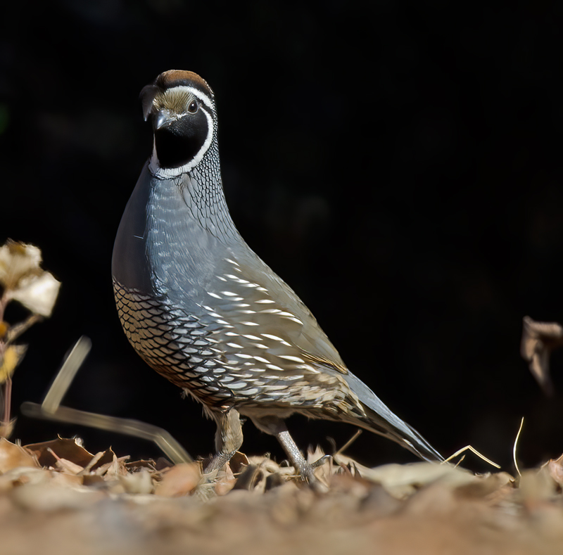 California_Quail_12_CA_003