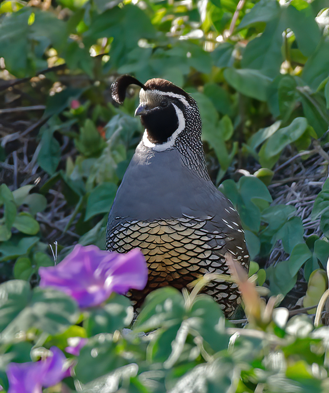 California_Quail_14_CA_011
