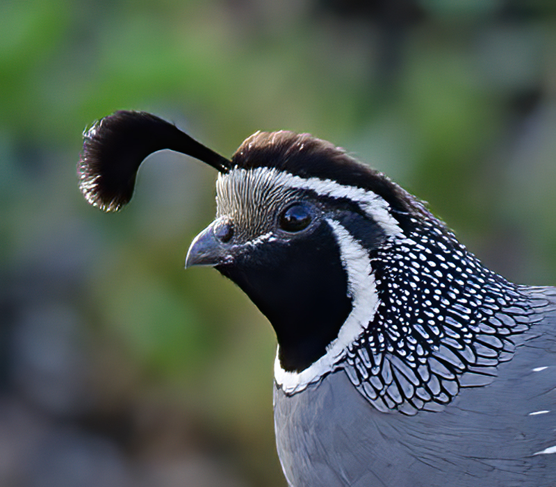 California_Quail_14_CA_017