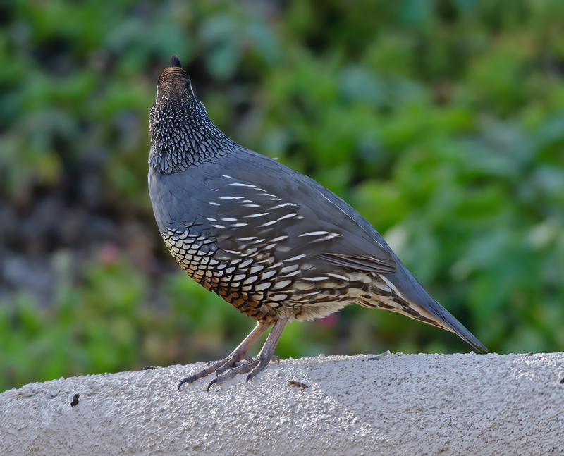 California_Quail_14_CA_022