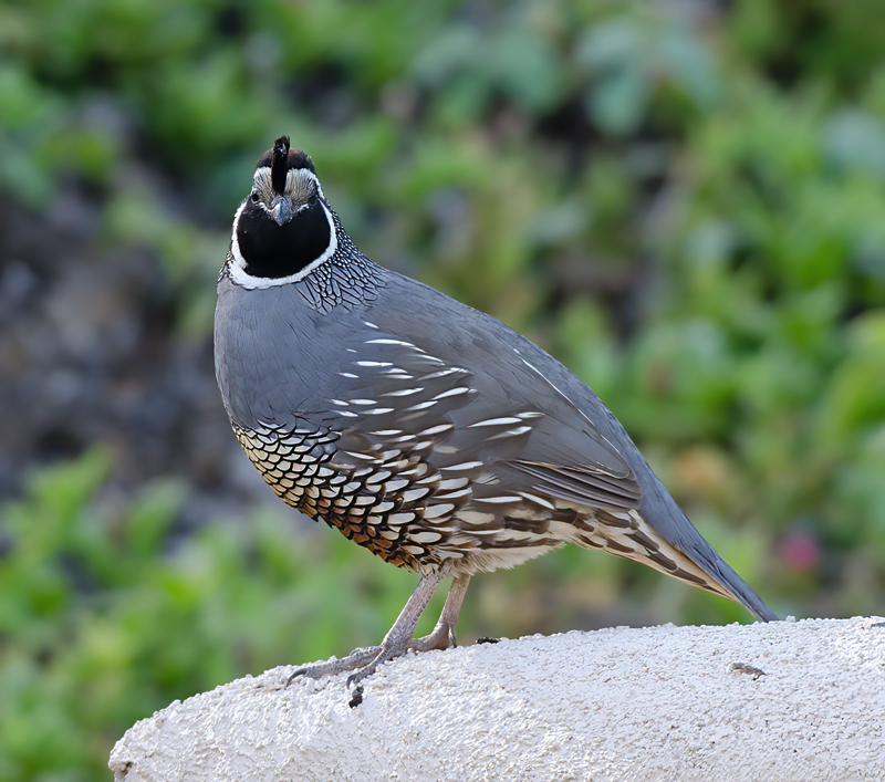 California_Quail_14_CA_030