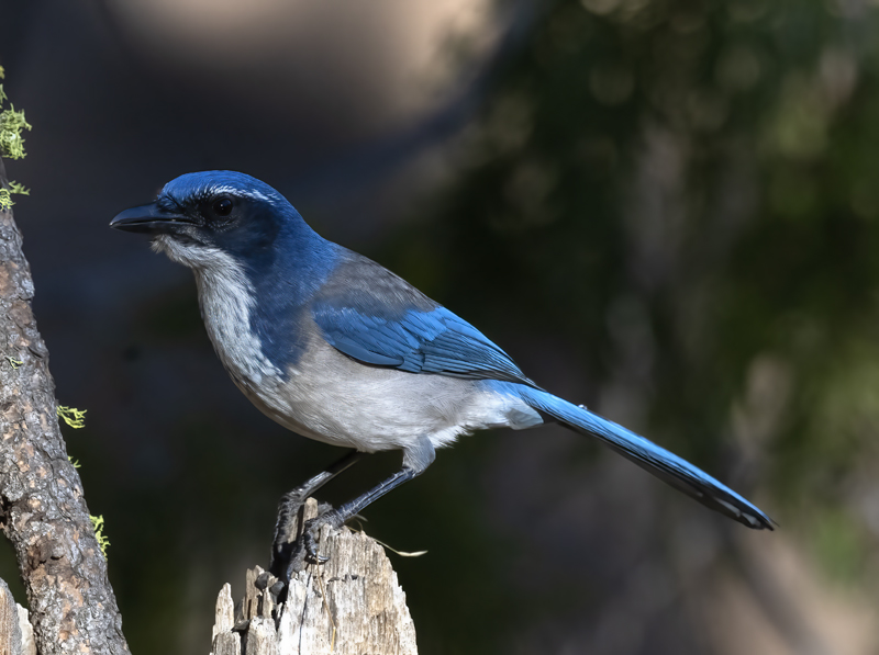 California_Scrub-Jay_21_CA_001