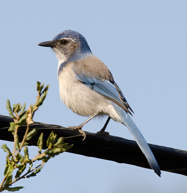 California_Scrub_Jay_11_CA_030
