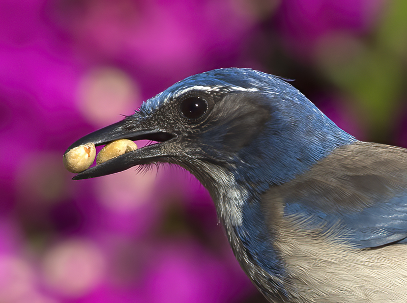 California_Scrub_Jay_15_CA_017