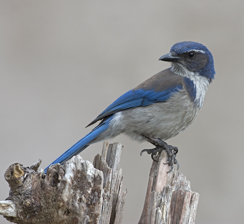 California_Scrub_Jay_15_CA_038