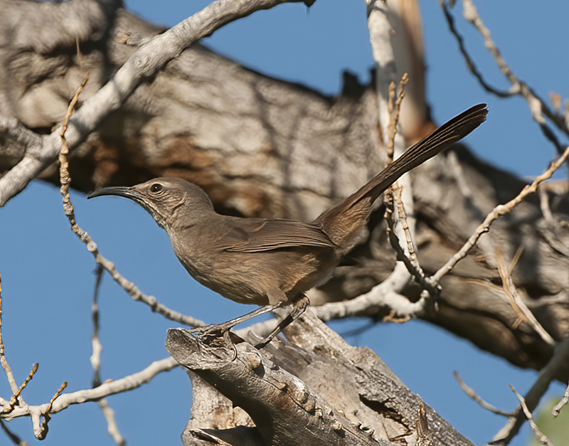 California_Thrasher_13_CA_005