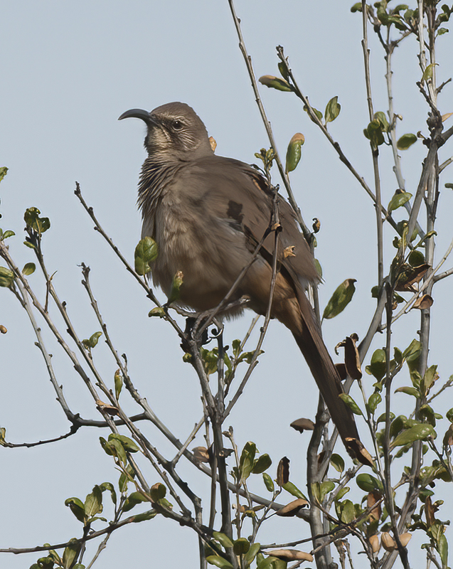 California_Thrasher_14_CA_018