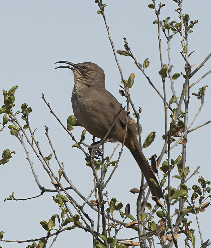 California_Thrasher_14_CA_019