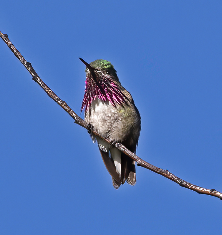 Calliope_Hummingbird_17_OR_006