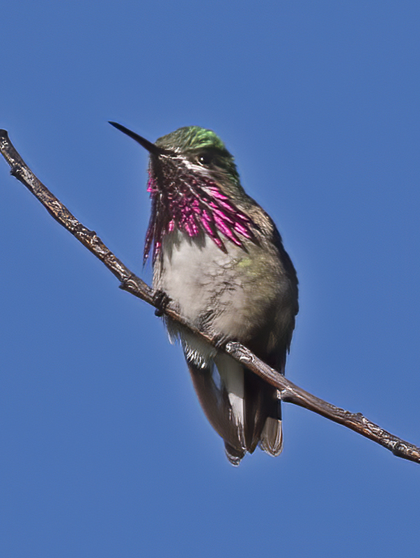 Calliope_Hummingbird_17_OR_009