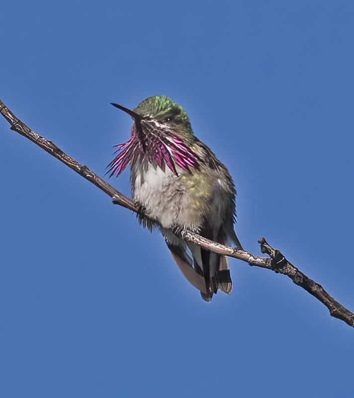 Calliope_Hummingbird_17_OR_047