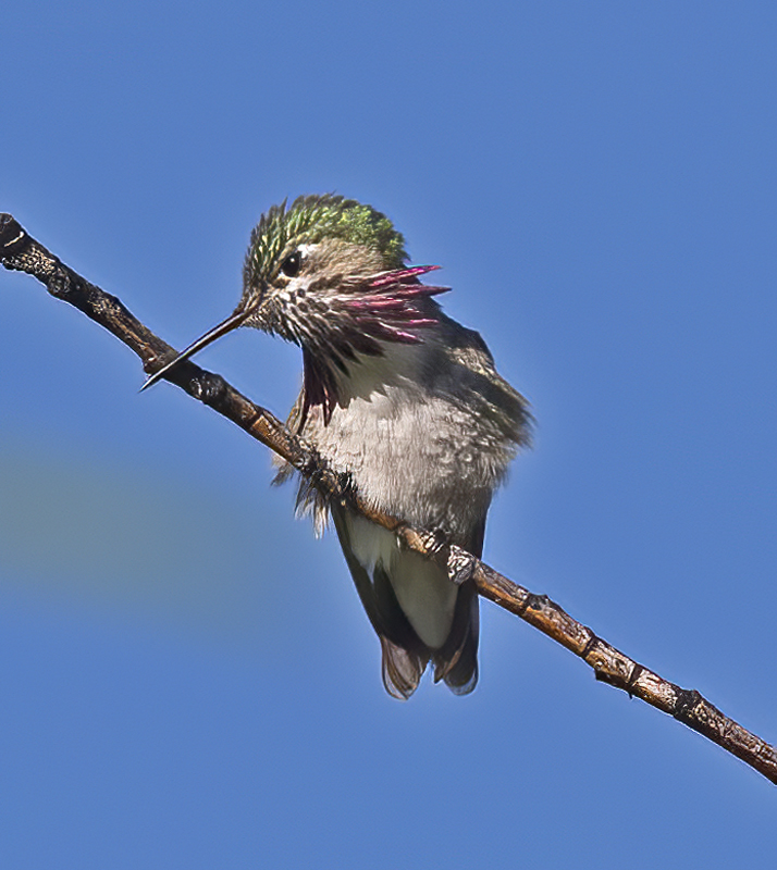 Calliope_Hummingbird_17_OR_050