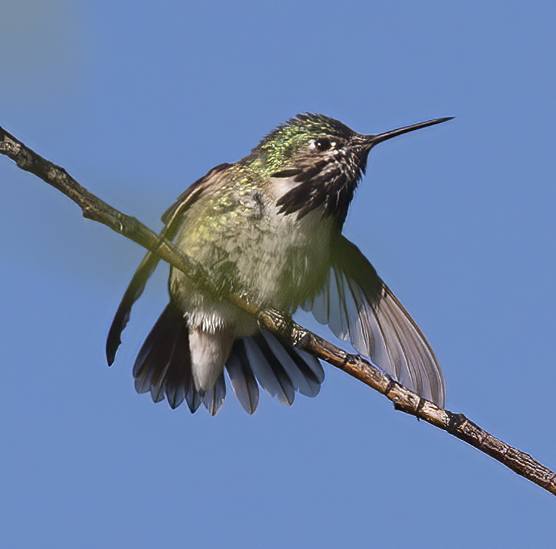 Calliope_Hummingbird_17_OR_054