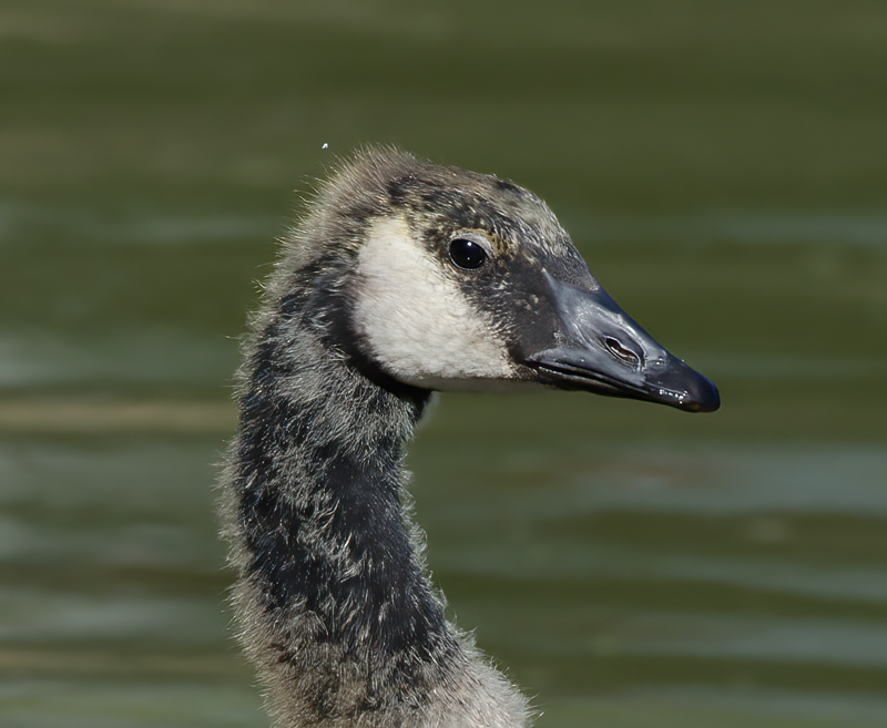 Canadian_Goose_12_CA_002