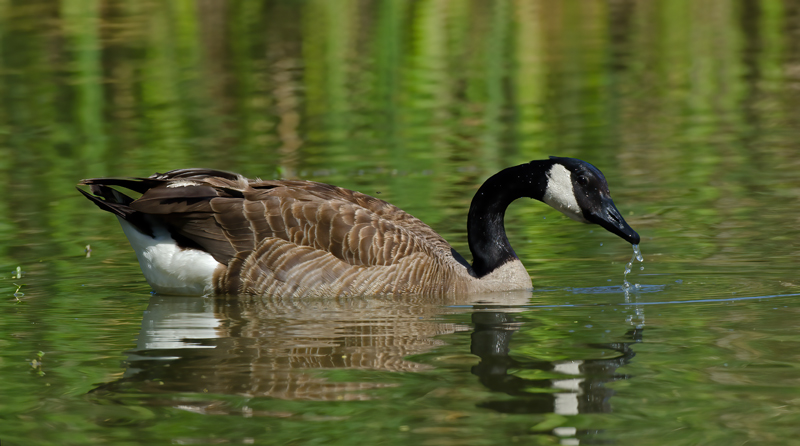 Canadian_Goose_12_CA_031