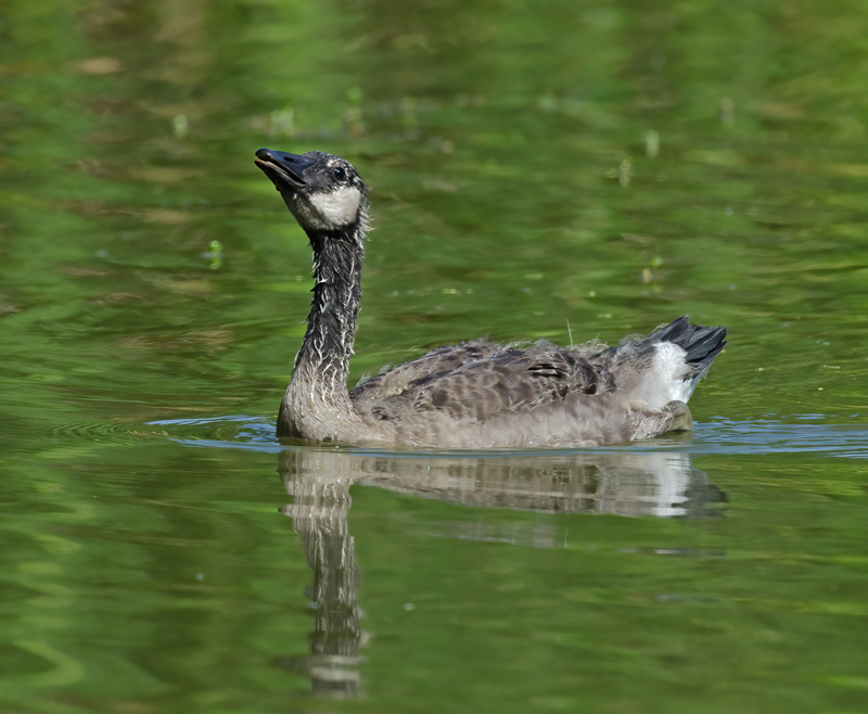 Canadian_Goose_12_CA_039