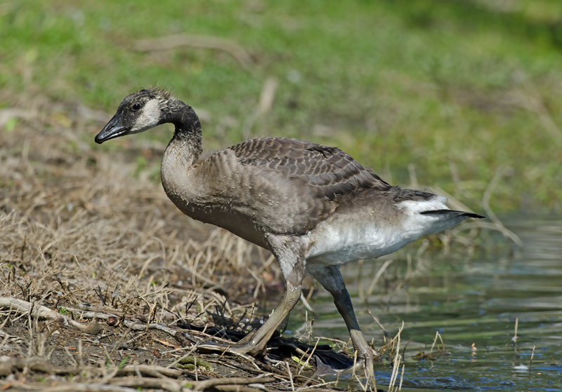 Canadian_Goose_12_CA_047