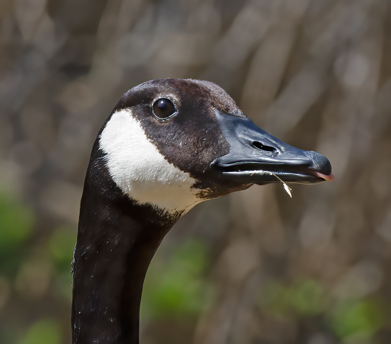 Canadian_Goose_12_CA_050