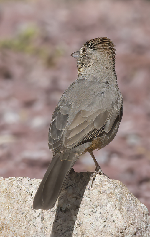 Canyon_Towhee_15_AZ_011