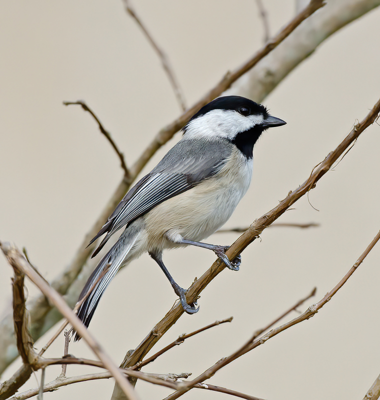 Carolina_Chickadee_12_FL_020