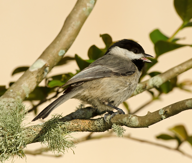 Carolina_Chickadee_12_FL_107