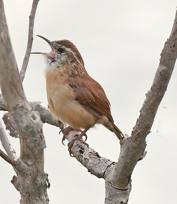 Carolina_Wren_12_NJ_002