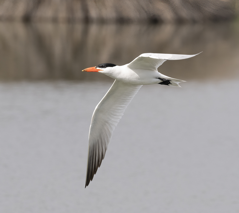 Caspian_Tern_23_CA_C_018