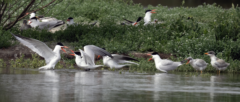 Caspian_Tern_23_CA_L_516