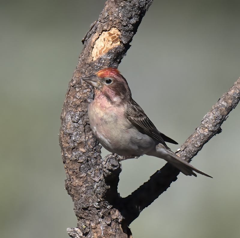Cassins_Finch_17_OR_006