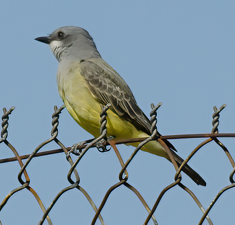 Cassins_Kingbird_11_CA_042