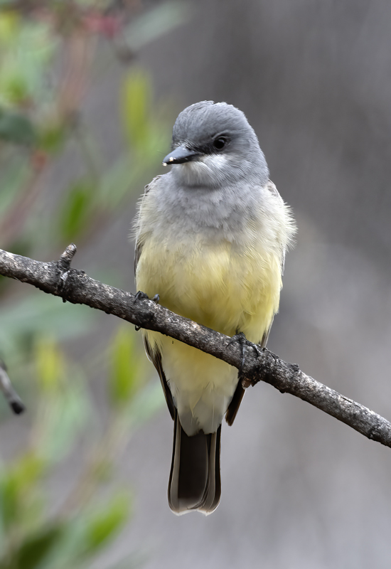 Cassins_Kingbird_19_CA_007