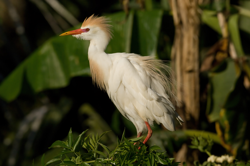 Cattle_Egret_08_FL_040