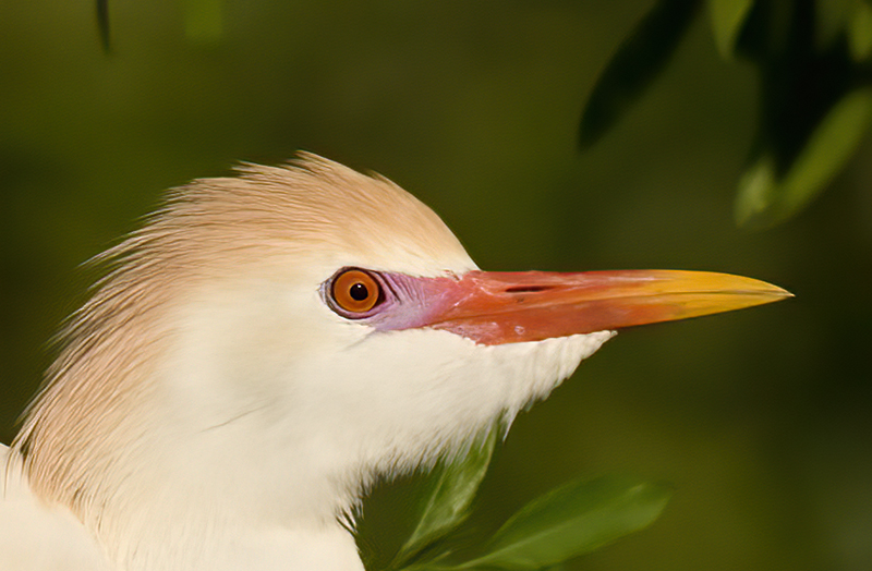 Cattle_Egret_09_FL_006