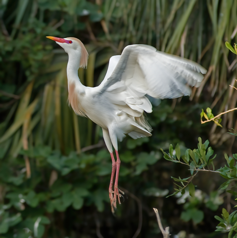 Cattle_Egret_09_FL_051
