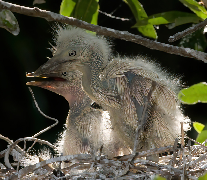 Cattle_Egret_09_FL_067