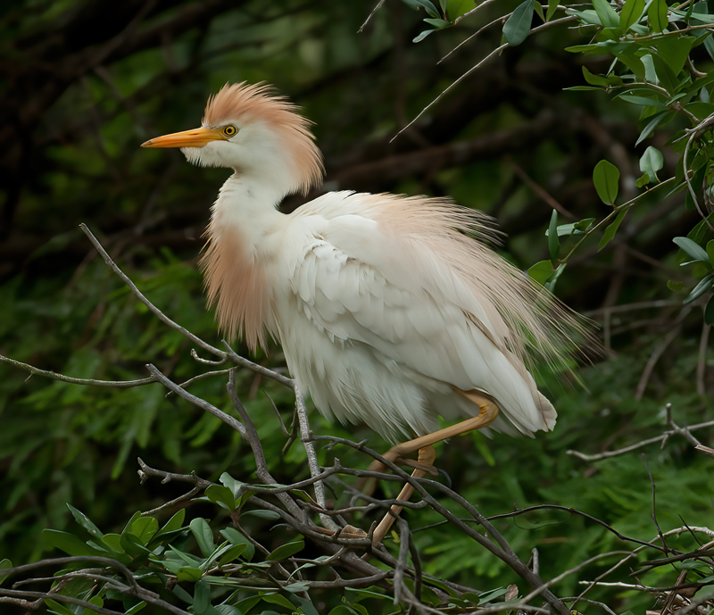 Cattle_Egret_10_FL_022
