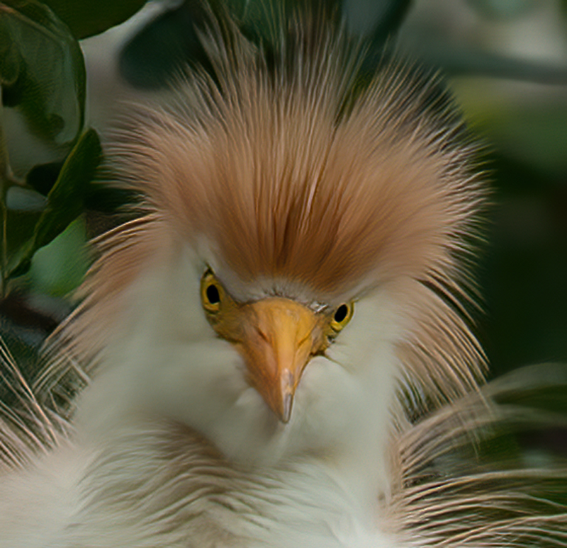 Cattle_Egret_10_FL_030
