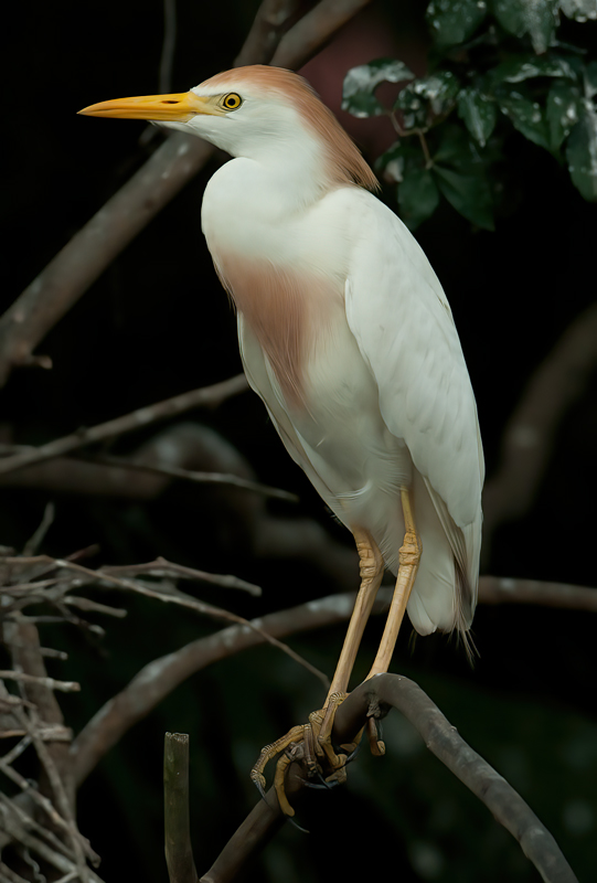Cattle_Egret_10_FL_061