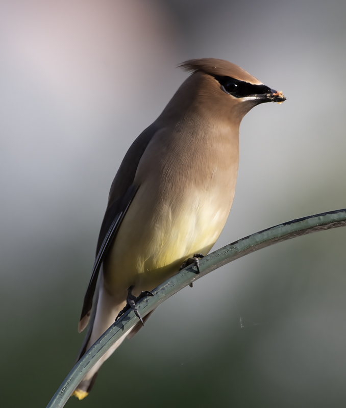 Cedar_Waxwing_19_CA_006
