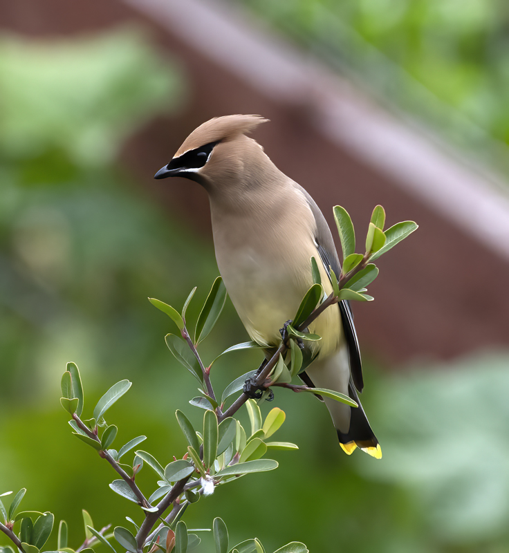 Cedar_Waxwing_19_CA_054