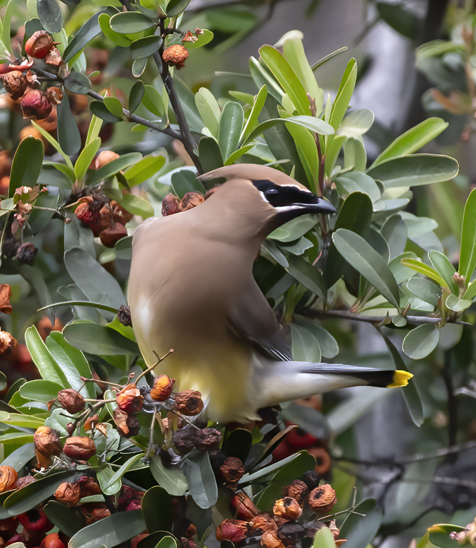 Cedar_Waxwing_19_CA_067