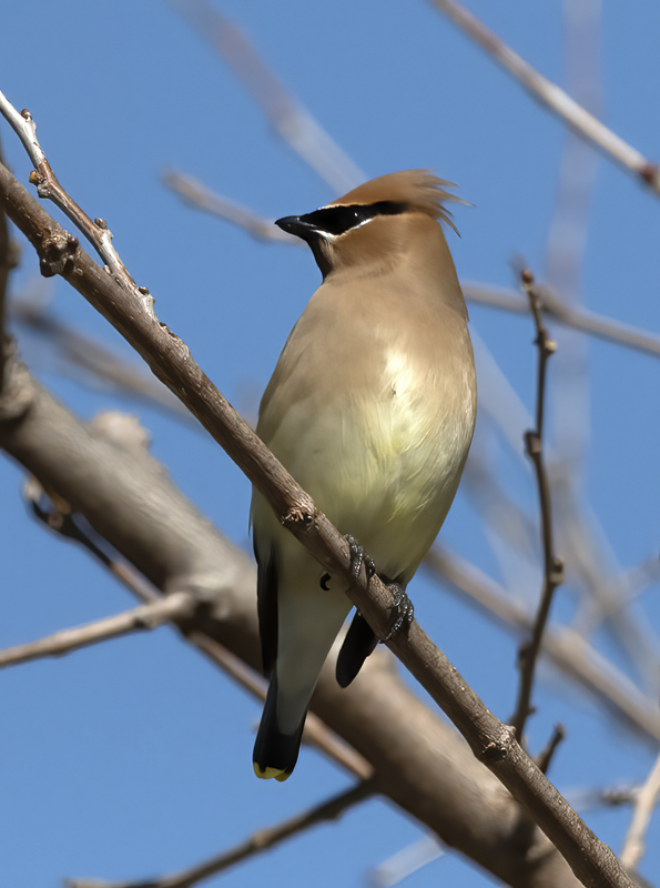 Cedar_Waxwing_19_CA_099