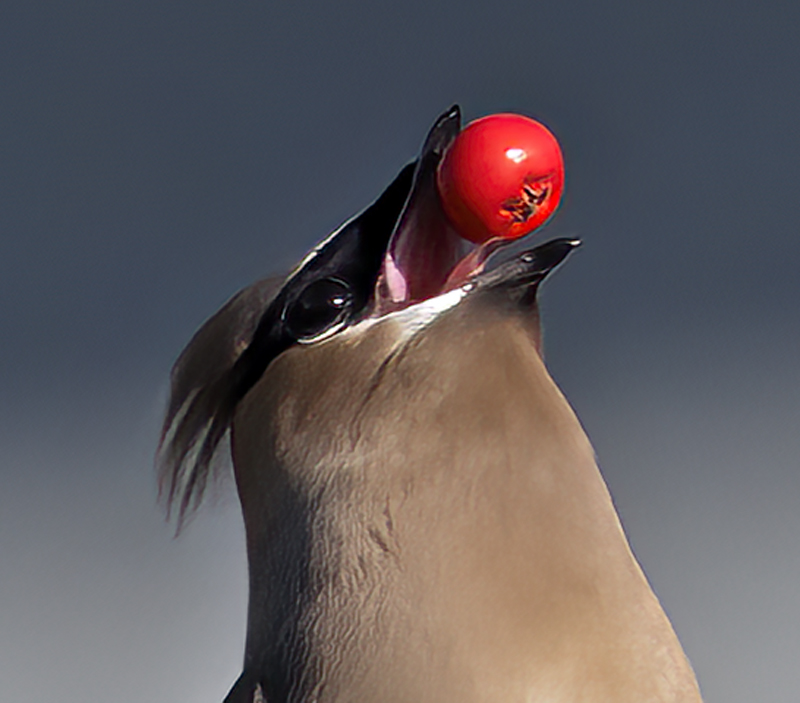 Cedar_Waxwing_23_CA_021