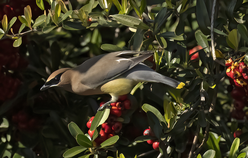 Cedar_Waxwing_23_CA_050