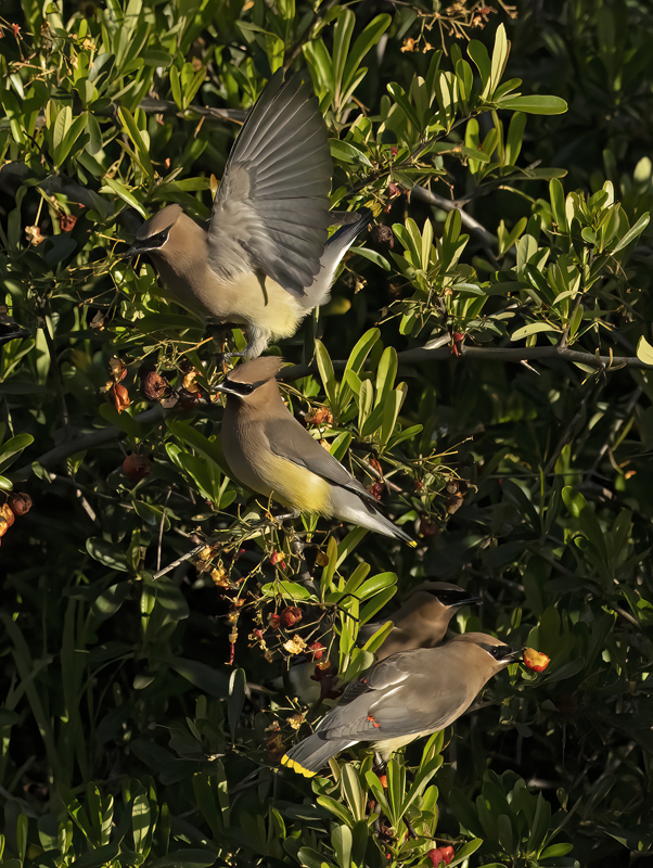 Cedar_Waxwing_23_CA_055