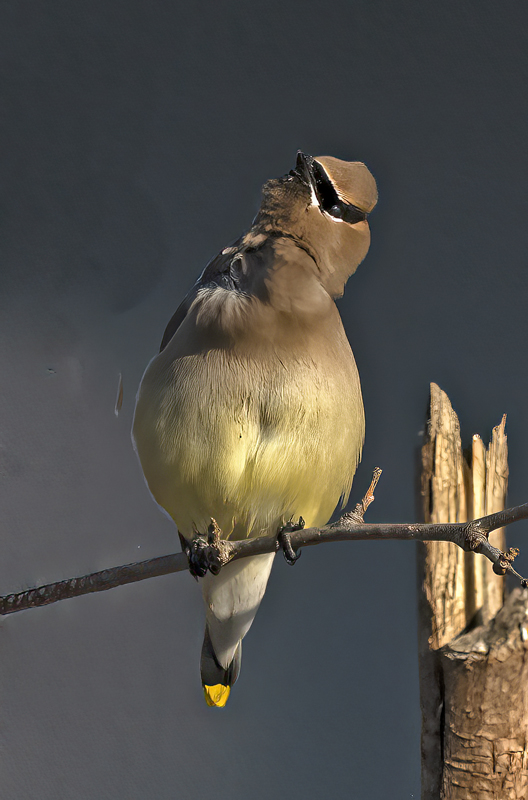 Cedar_Waxwing_23_CA_069