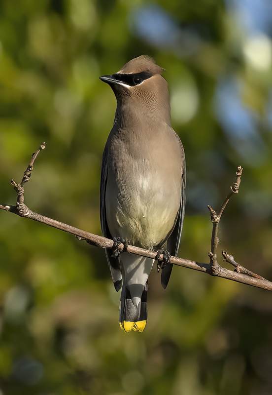 Cedar_Waxwing_23_CA_088